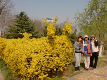 일조의 봄(2012.4.15) 009.JPG