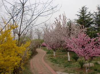 일조의 봄(2012.4.15) 024.JPG